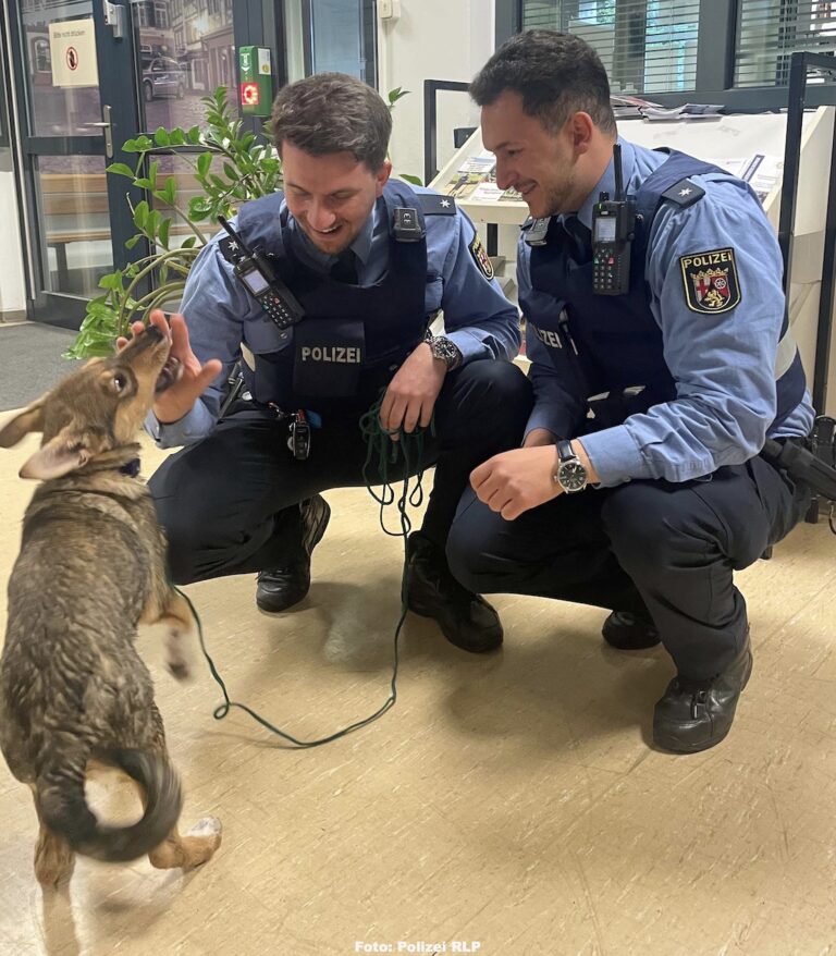 Zeugen retteten Hundewelpe aus Rhein