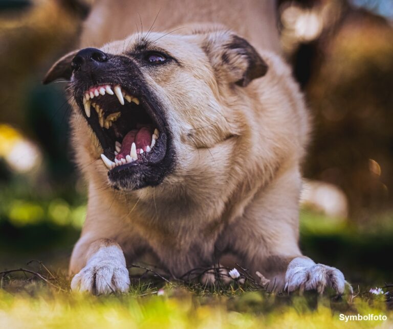 Gefährliche Hundebisse: Polizei appelliert an Hundehalter und Passanten