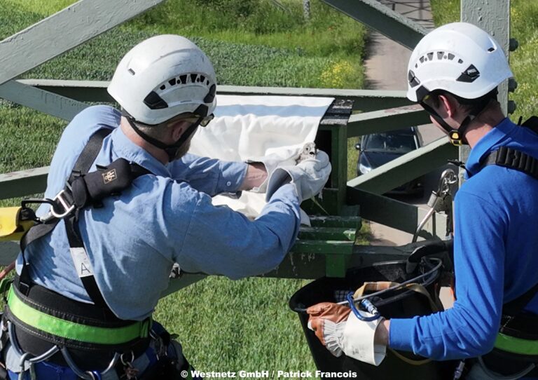 Turmfalkenbabys kamen auf Gittermast zur Welt