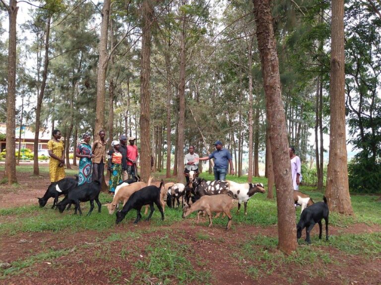 Landkreis fördert Ziegenzucht und Schneiderei in Ruanda