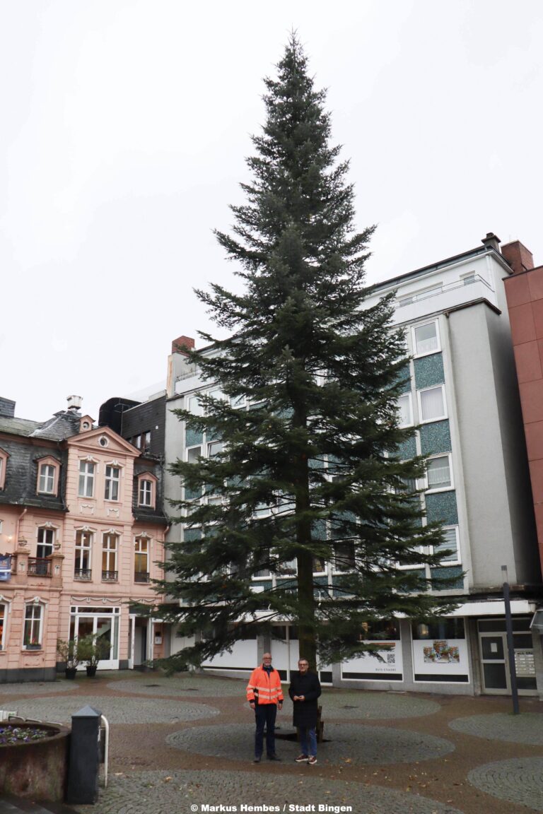 Knapp 20 Meter hohe Douglasie schmückt den Binger Speisemarkt