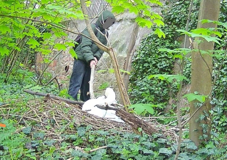 Brutaler Angriff auf Schwanennest: Jungtiere kurz vor dem Schlüpfen getötet